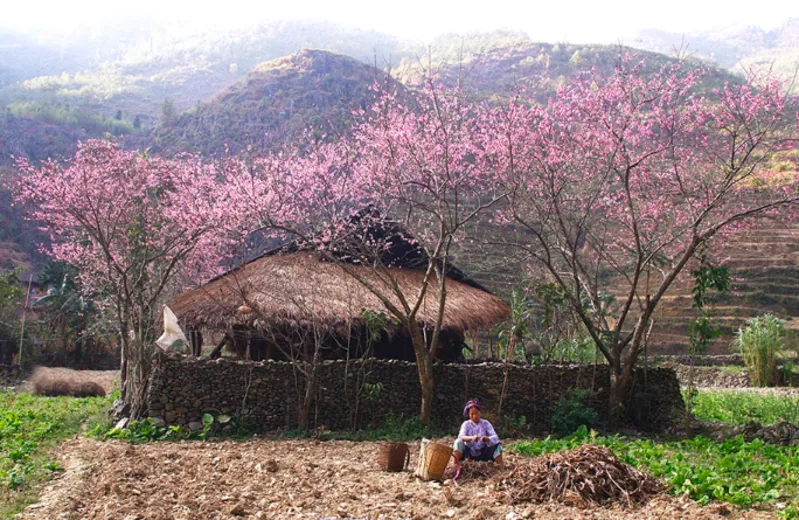 Những cành đào, mận nở trước hiên nhà tạo nên khung cảnh mùa xuân nhẹ nhàng và giàu cảm xúc.