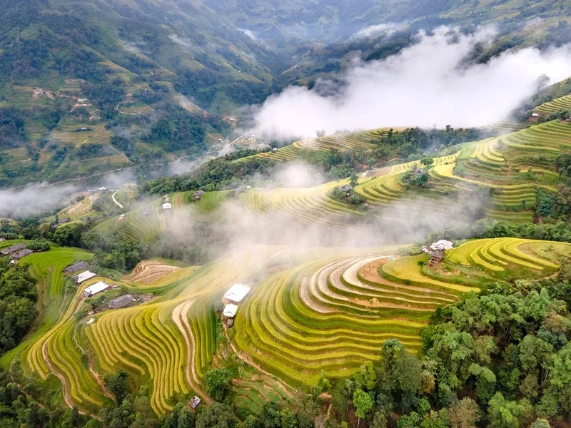 Mùa lúa chín Hà Giang gây ấn tượng với những thửa ruộng bậc thang vàng óng, đặc biệt ở Hoàng Su Phì.