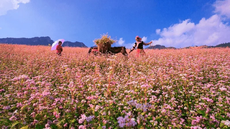 Hà Giang mỗi mùa mang một vẻ đẹp riêng, từ hoa xuân, ruộng bậc thang đến tam giác mạch và sương lạnh mùa đông.